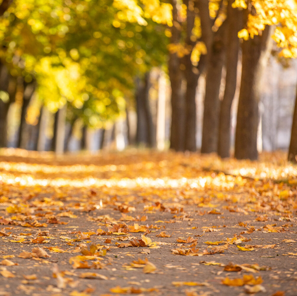 Leaf Removal in Abilene Texas Using Power Sweeping